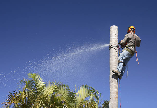 Reliable Plainview, TX Tree Services Solutions