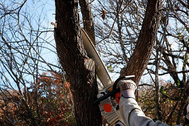 How Our Tree Care Process Works  in  Plainview, TX